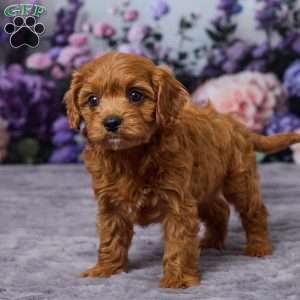 Charlie, Cavapoo Puppy